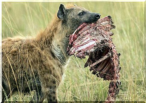 hyena with a carcass in its mouth