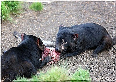 two tasmanian devils while they eat