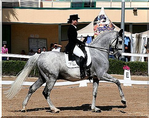 Dressage competition with jockey and gray horse