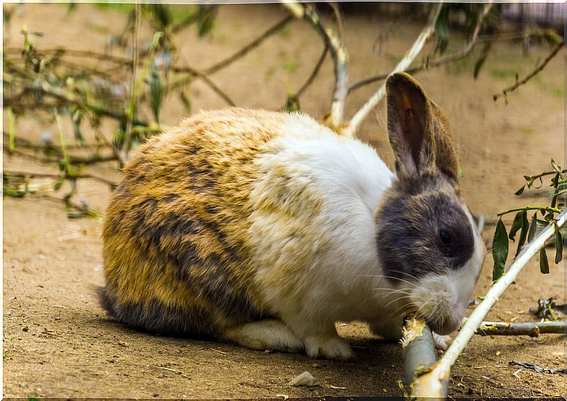 Rabbits perform coprophagia.