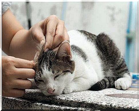 Woman caressing the cat.