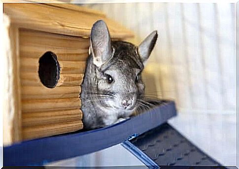 Domestic chinchilla.