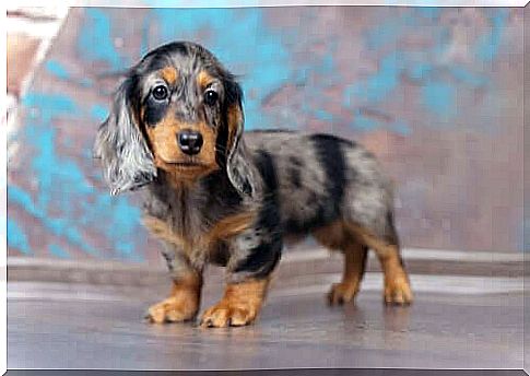 Langhaar dachshund.