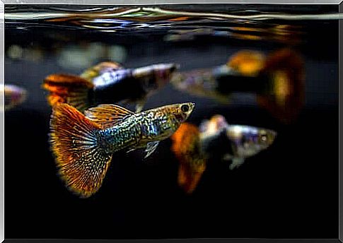 Colorful fish.