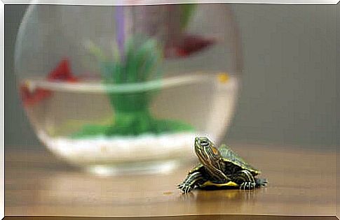 Small turtle.  Pets apartment.