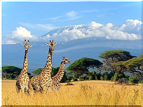 Giraffes in the tall grass of the savannah