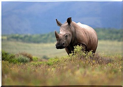 Grazing rhino