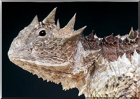 The head of a Texas horned lizard