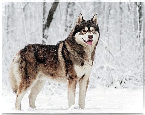 5 Nordic dog breeds