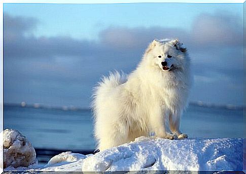 Samoyed