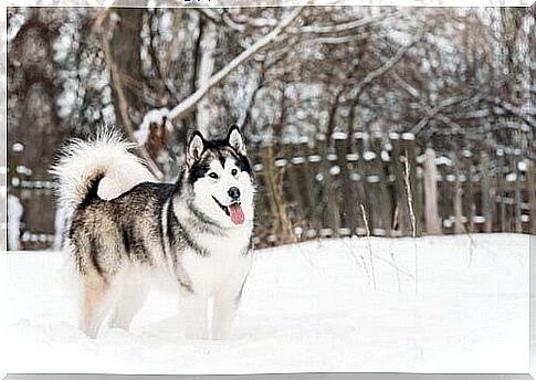 Alaskan Malamute