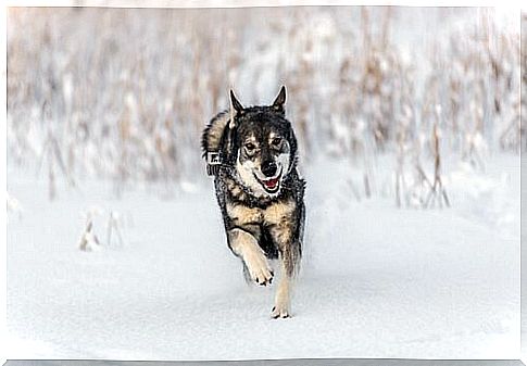 Norwegian Elkhound