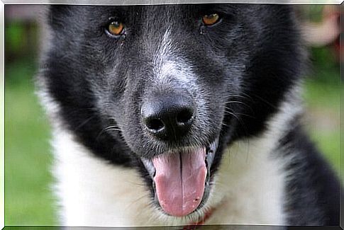 Karelian bear dog