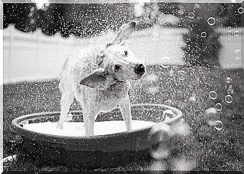 Dog shakes the water off