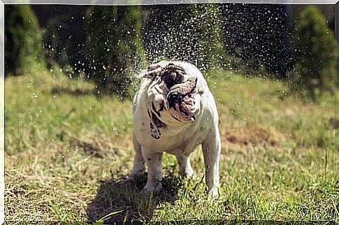 Bulldog shakes in the meadow