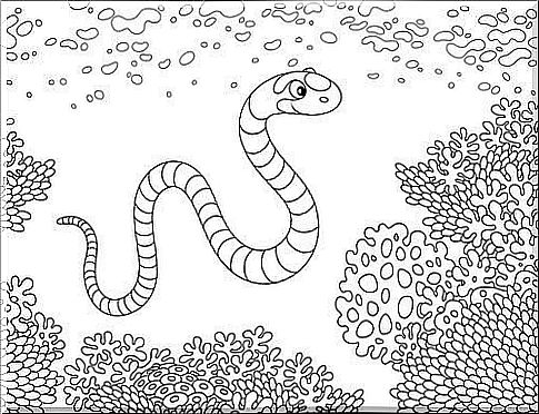 Sea snake