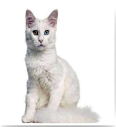 White cat with different colored eyes