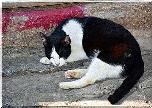 Cat sleeping on the street