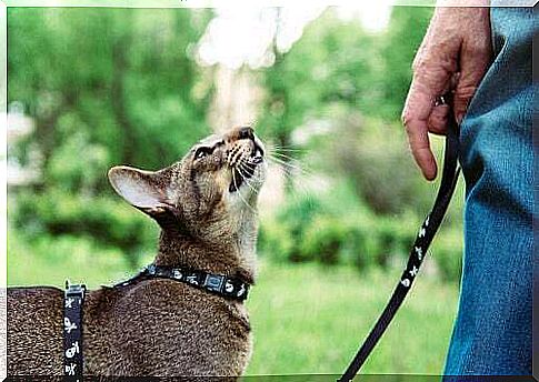 Cat on a leash with the owner: how to take care of a deaf cat