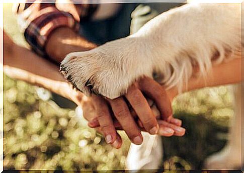 5 ways to show love to your dog