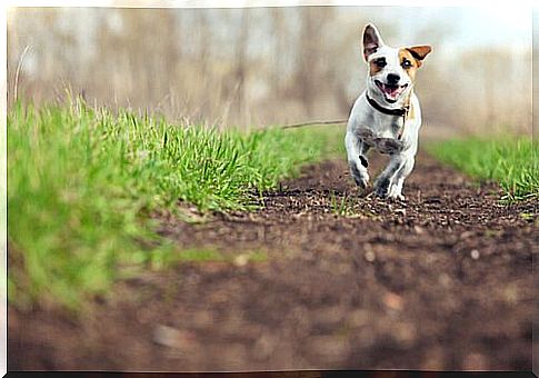 Dog runs on dirt lawn