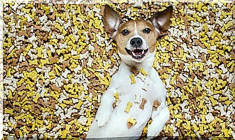 Dog among bone-shaped treats