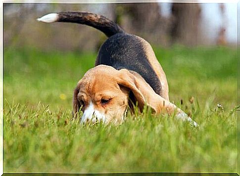 Beagle sniffs a trail in the grass