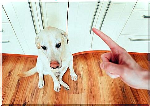 Master scolds white dog in the kitchen