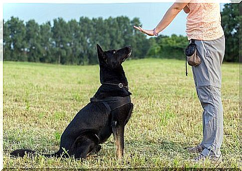 Master waves his black sheepdog to stand still