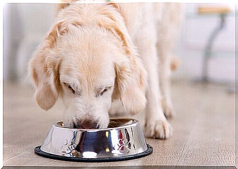 a white dog eats in the bowl