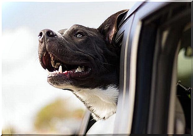 dog's head out the car window