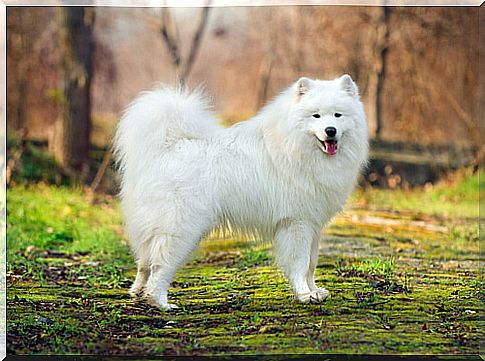 a samoyed in a park