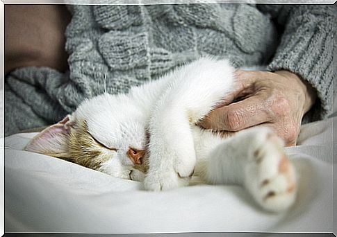 6 signs that your cat loves you