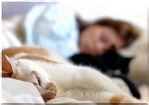 cats that-sleep in the bed