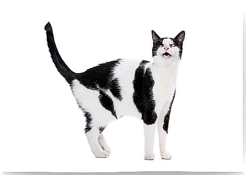 black and white cat