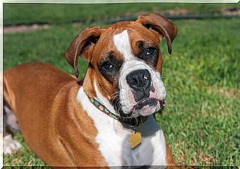 boxer dog lying in a park