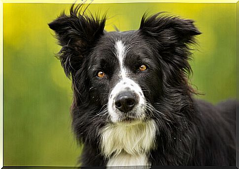 the muzzle of a border collie