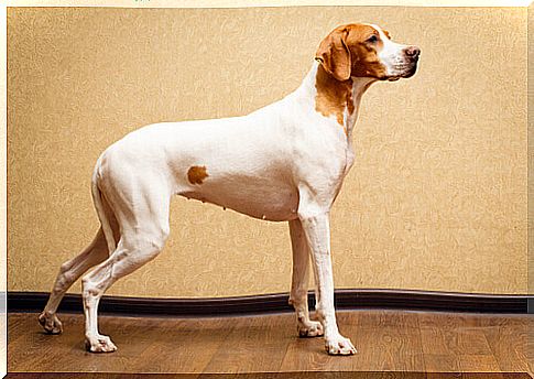 8 Interesting Short-Haired Dog Breeds