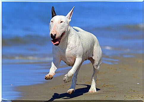 a Bull Terrier runs on the water's edge