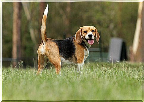 a beagle in the garden