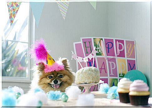 A birthday party for your dog