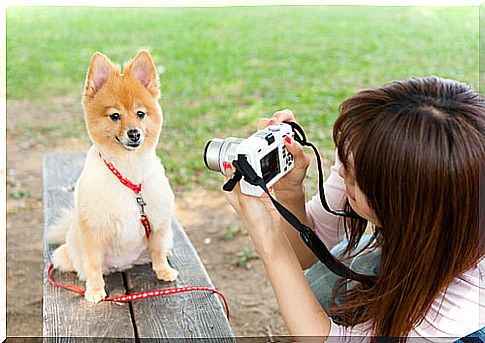 dog-posing-for-photo