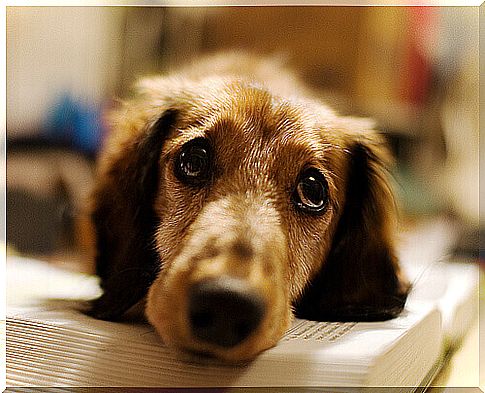 Cane appoggiato ad un libro