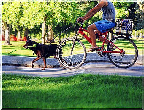 man on bicycle with dog on a leash