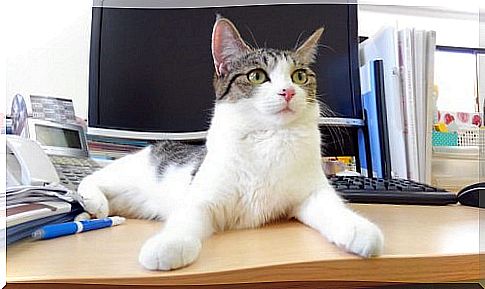 A Japanese company hires cats for stress relief