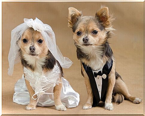 A dog marriage