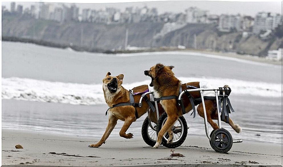 A shelter for disabled dogs opened in Peru