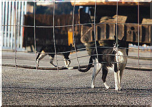 The abandonment of animals