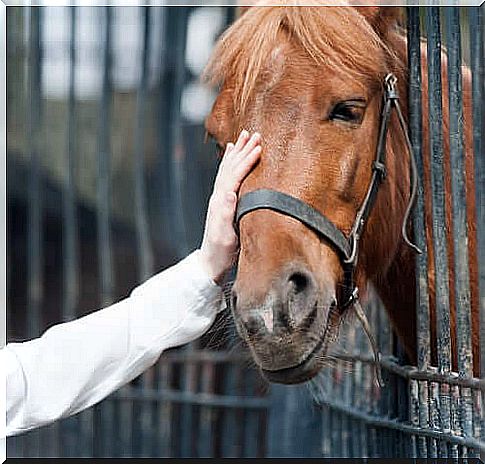 Adopting a horse: everything you need to know