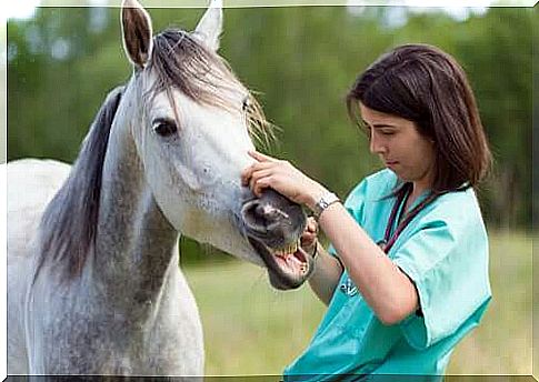 Veterinary visiting a horse.